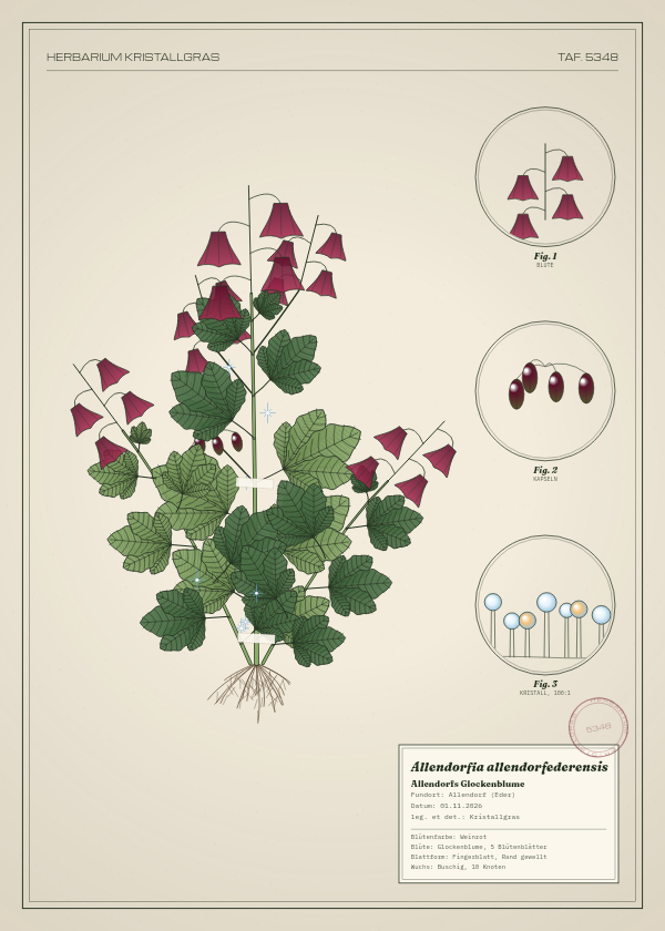 Botanische Tafel: Allendorfia allendorfederensis, eine erfundene Pflanze aus Allendorf (Eder), gezeichnet wie in einem alten Pflanzenatlas