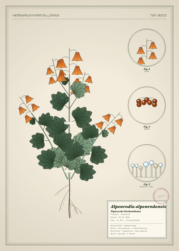 Botanische Tafel: Alpenrodia alpenrodensis, eine erfundene Pflanze aus Alpenrod, gezeichnet wie in einem alten Pflanzenatlas
