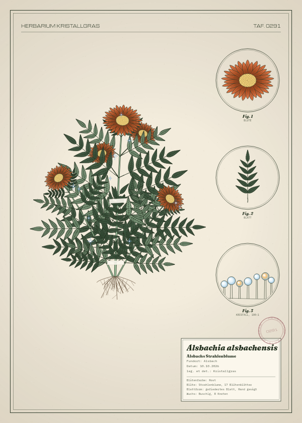 Botanische Tafel: Alsbachia alsbachensis, eine erfundene Pflanze aus Alsbach, gezeichnet wie in einem alten Pflanzenatlas