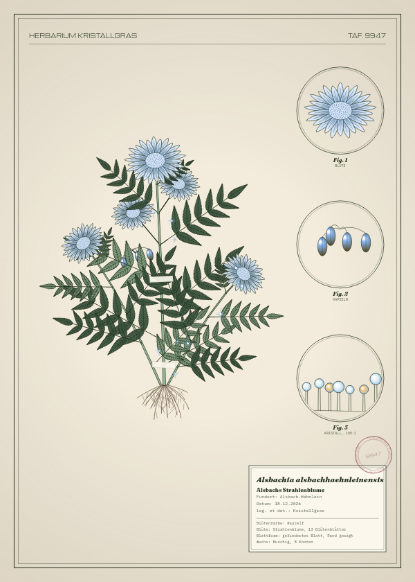 Botanische Tafel: Alsbachia alsbachhaehnleinensis, eine erfundene Pflanze aus Alsbach-Hähnlein, gezeichnet wie in einem alten Pflanzenatlas