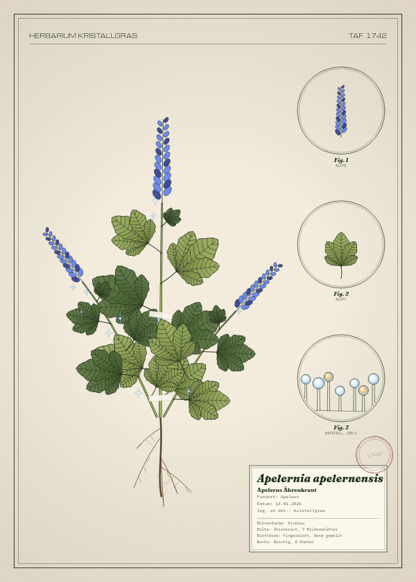 Botanische Tafel: Apelernia apelernensis, eine erfundene Pflanze aus Apelern, gezeichnet wie in einem alten Pflanzenatlas