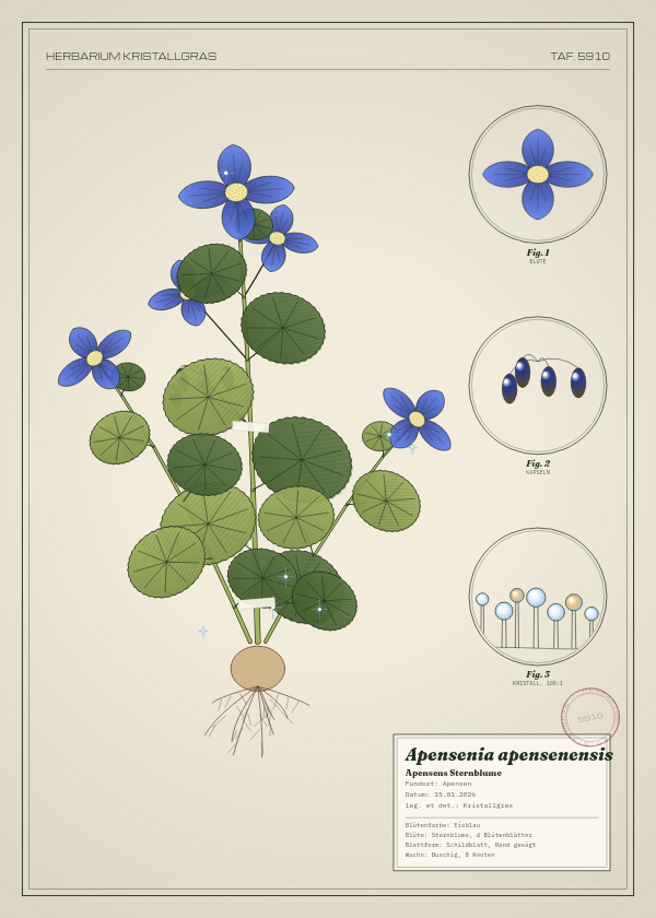 Botanische Tafel: Apensenia apensenensis, eine erfundene Pflanze aus Apensen, gezeichnet wie in einem alten Pflanzenatlas