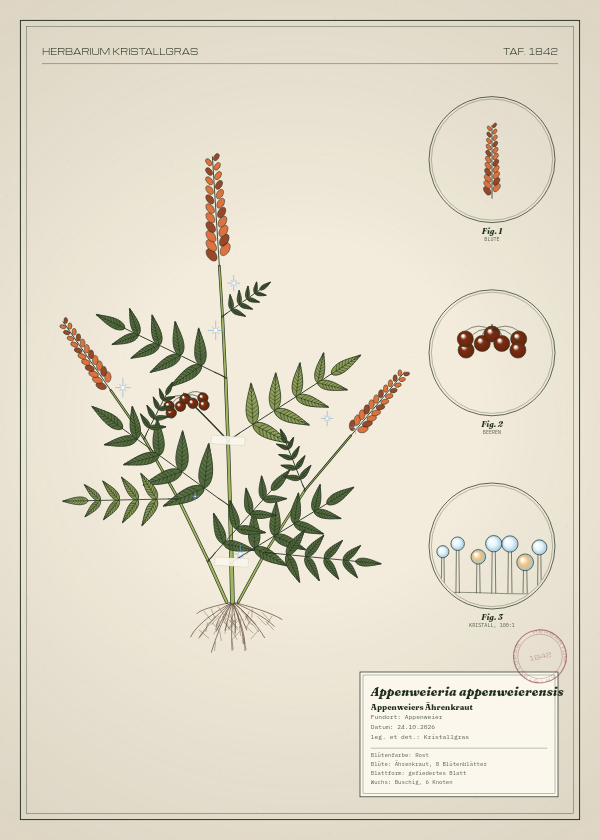 Botanische Tafel: Appenweieria appenweierensis, eine erfundene Pflanze aus Appenweier, gezeichnet wie in einem alten Pflanzenatlas
