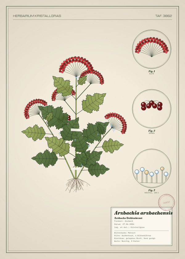 Botanische Tafel: Arzbachia arzbachensis, eine erfundene Pflanze aus Arzbach, gezeichnet wie in einem alten Pflanzenatlas