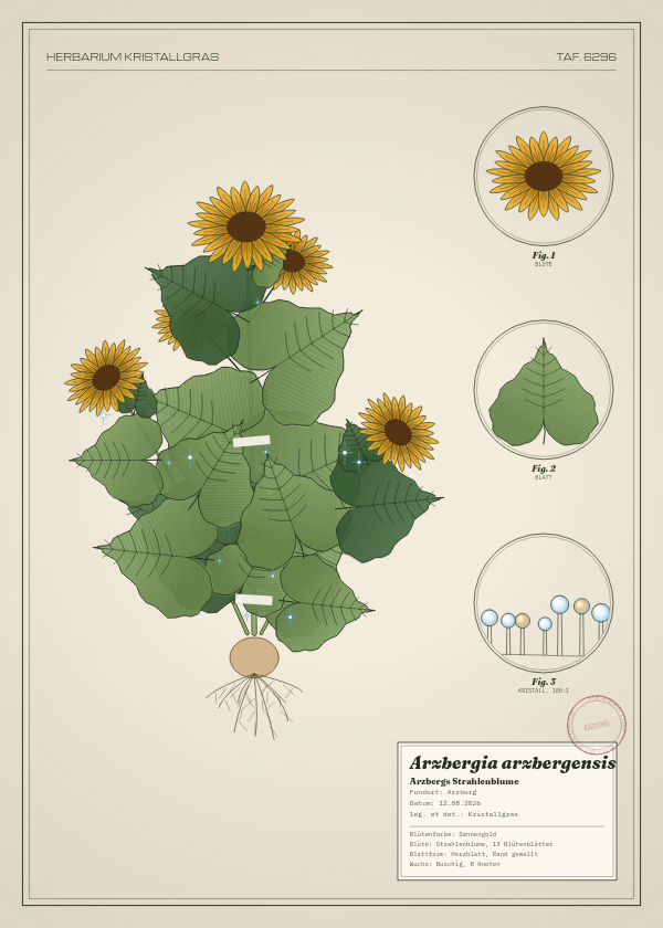 Botanische Tafel: Arzbergia arzbergensis, eine erfundene Pflanze aus Arzberg, gezeichnet wie in einem alten Pflanzenatlas
