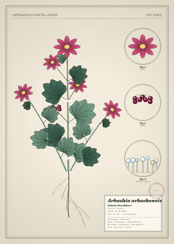 Botanische Tafel: Arbachia arbachensis, eine erfundene Pflanze aus Arbach, gezeichnet wie in einem alten Pflanzenatlas