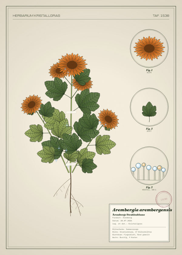 Botanische Tafel: Arembergia arembergensis, eine erfundene Pflanze aus Aremberg, gezeichnet wie in einem alten Pflanzenatlas