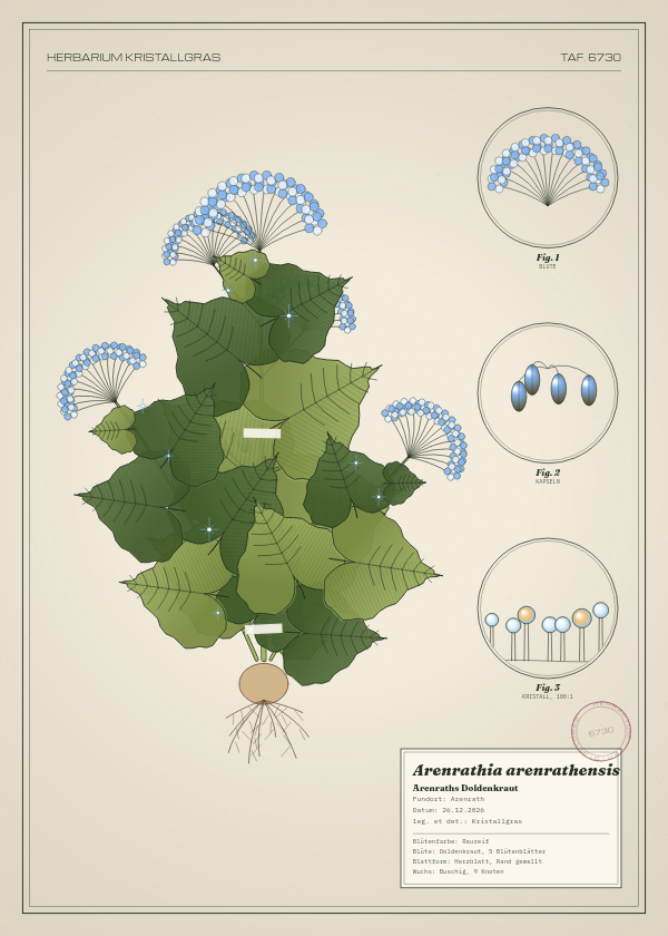 Botanische Tafel: Arenrathia arenrathensis, eine erfundene Pflanze aus Arenrath, gezeichnet wie in einem alten Pflanzenatlas