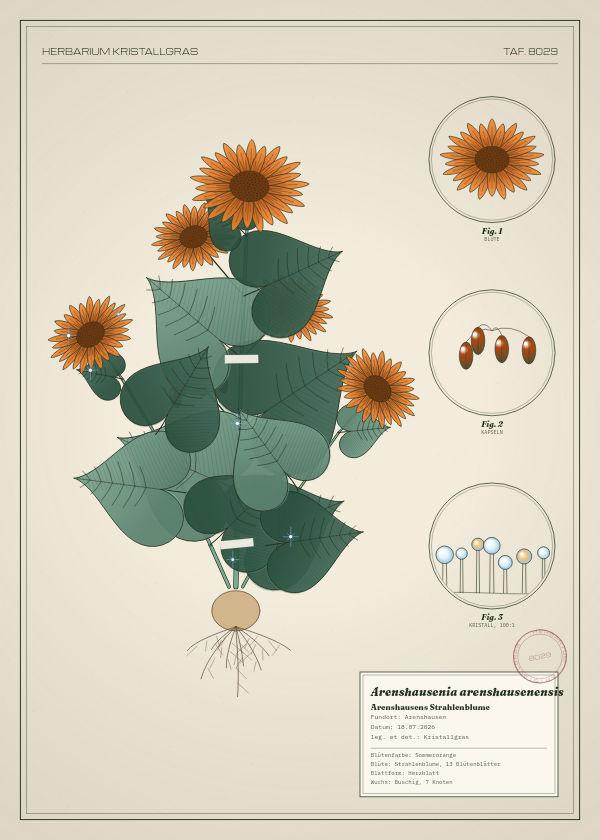 Botanische Tafel: Arenshausenia arenshausenensis, eine erfundene Pflanze aus Arenshausen, gezeichnet wie in einem alten Pflanzenatlas