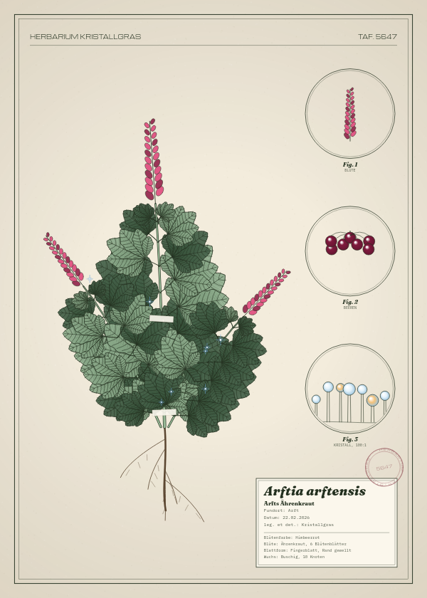 Botanische Tafel: Arftia arftensis, eine erfundene Pflanze aus Arft, gezeichnet wie in einem alten Pflanzenatlas