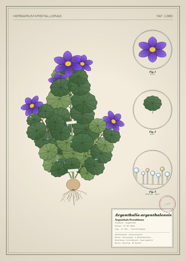 Botanische Tafel: Argenthalia argenthalensis, eine erfundene Pflanze aus Argenthal, gezeichnet wie in einem alten Pflanzenatlas