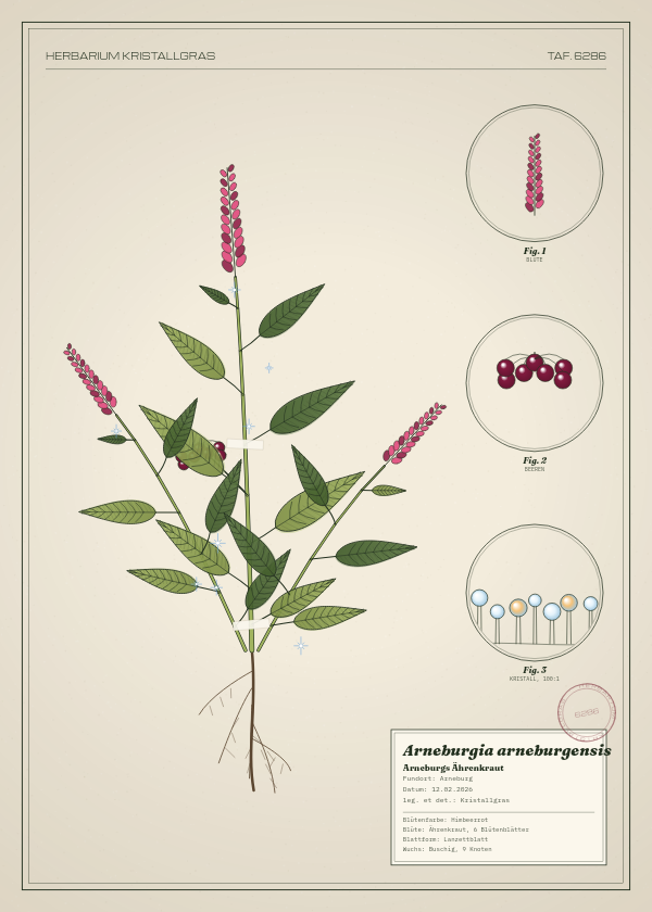 Botanische Tafel: Arneburgia arneburgensis, eine erfundene Pflanze aus Arneburg, gezeichnet wie in einem alten Pflanzenatlas