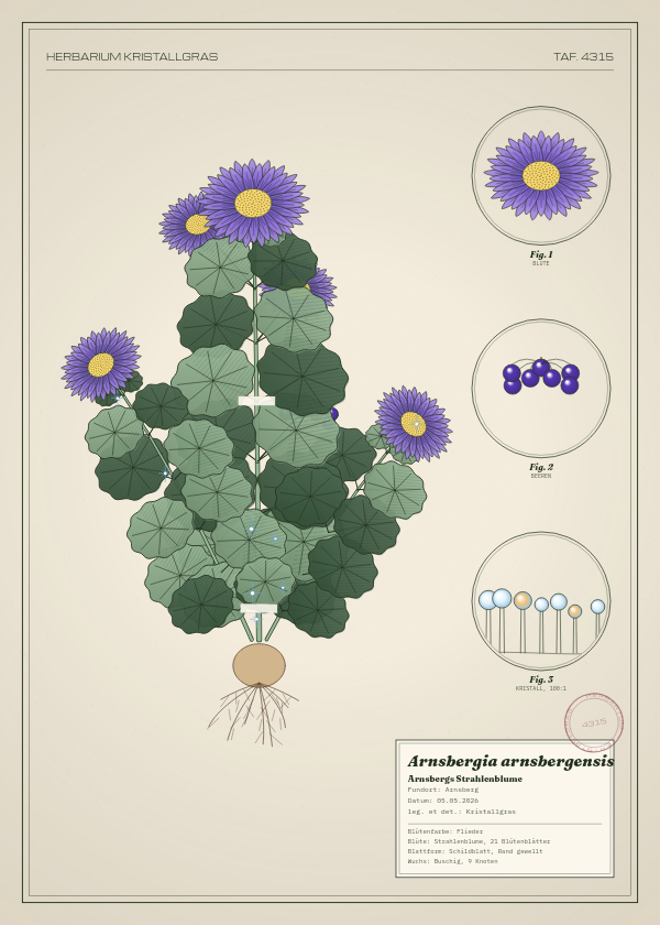 Botanische Tafel: Arnsbergia arnsbergensis, eine erfundene Pflanze aus Arnsberg, gezeichnet wie in einem alten Pflanzenatlas