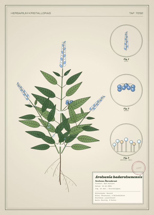 Botanische Tafel: Arolsenia badarolsenensis, eine erfundene Pflanze aus Bad Arolsen, gezeichnet wie in einem alten Pflanzenatlas