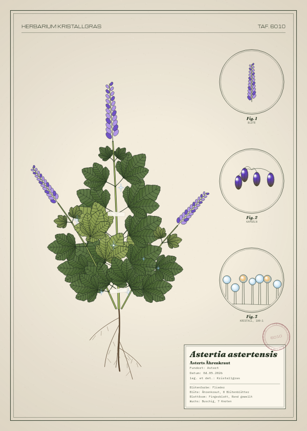 Botanische Tafel: Astertia astertensis, eine erfundene Pflanze aus Astert, gezeichnet wie in einem alten Pflanzenatlas