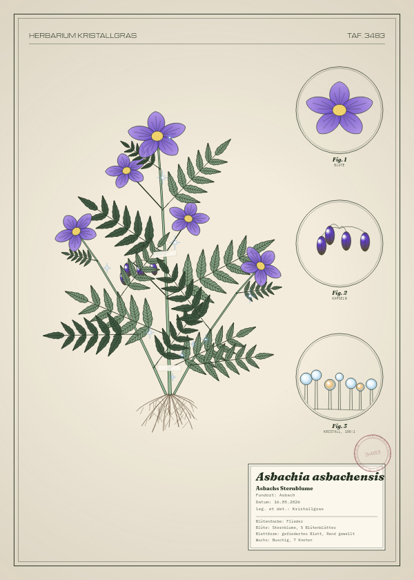 Botanische Tafel: Asbachia asbachensis, eine erfundene Pflanze aus Asbach, gezeichnet wie in einem alten Pflanzenatlas