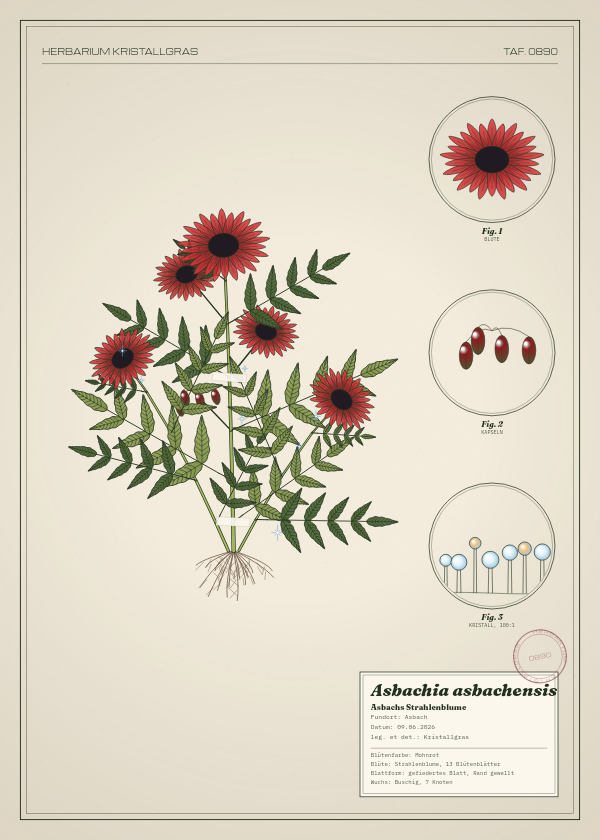 Botanische Tafel: Asbachia asbachensis, eine erfundene Pflanze aus Asbach, gezeichnet wie in einem alten Pflanzenatlas