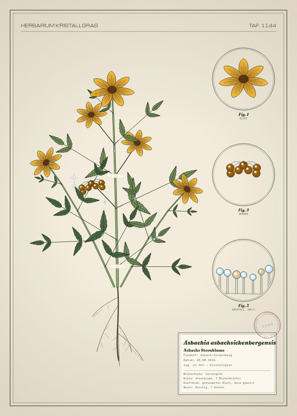 Botanische Tafel: Asbachia asbachsickenbergensis, eine erfundene Pflanze aus Asbach-Sickenberg, gezeichnet wie in einem alten Pflanzenatlas
