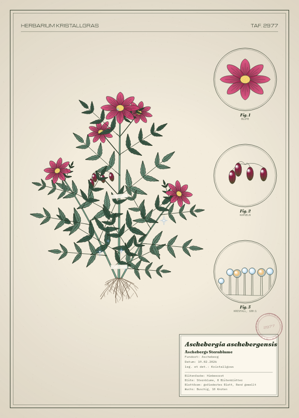 Botanische Tafel: Aschebergia aschebergensis, eine erfundene Pflanze aus Ascheberg, gezeichnet wie in einem alten Pflanzenatlas