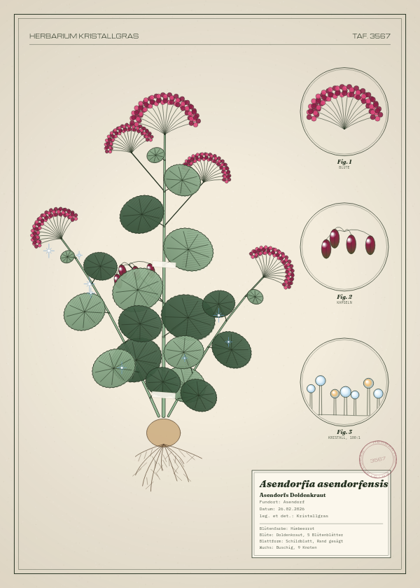 Botanische Tafel: Asendorfia asendorfensis, eine erfundene Pflanze aus Asendorf, gezeichnet wie in einem alten Pflanzenatlas