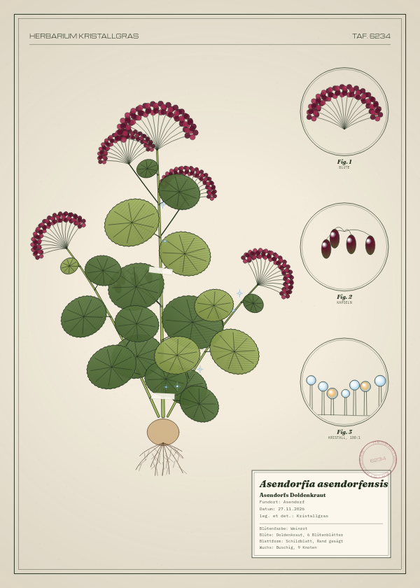 Botanische Tafel: Asendorfia asendorfensis, eine erfundene Pflanze aus Asendorf, gezeichnet wie in einem alten Pflanzenatlas