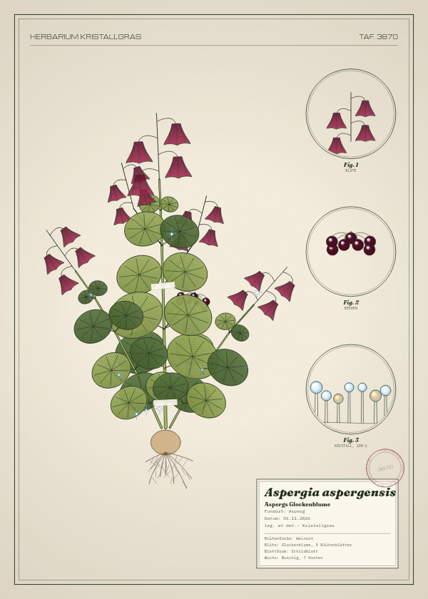 Botanische Tafel: Aspergia aspergensis, eine erfundene Pflanze aus Asperg, gezeichnet wie in einem alten Pflanzenatlas