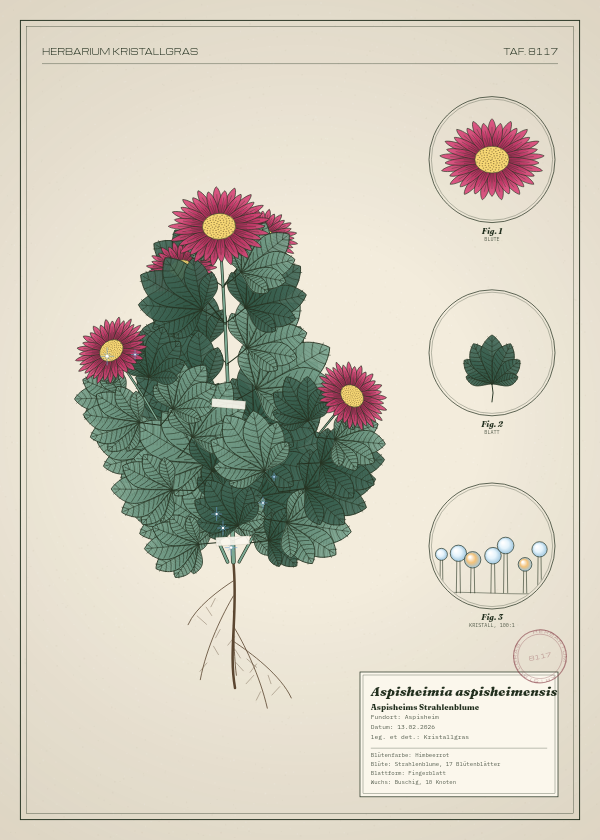 Botanische Tafel: Aspisheimia aspisheimensis, eine erfundene Pflanze aus Aspisheim, gezeichnet wie in einem alten Pflanzenatlas