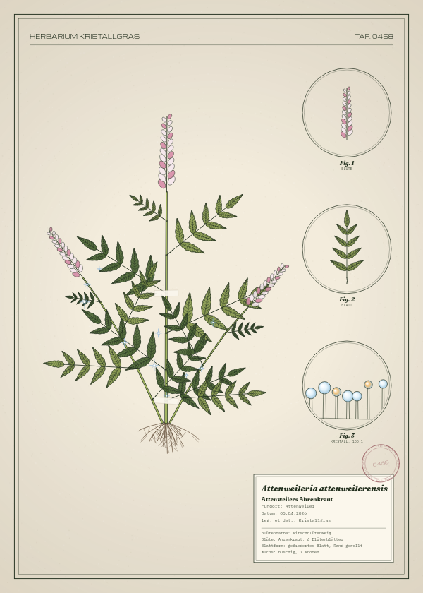 Botanische Tafel: Attenweileria attenweilerensis, eine erfundene Pflanze aus Attenweiler, gezeichnet wie in einem alten Pflanzenatlas