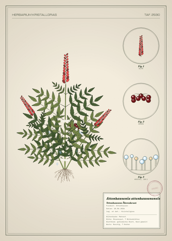 Botanische Tafel: Attenhausenia attenhausenensis, eine erfundene Pflanze aus Attenhausen, gezeichnet wie in einem alten Pflanzenatlas