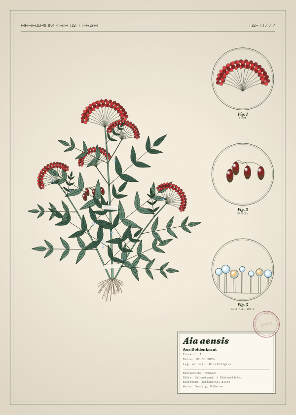 Botanische Tafel: Aia aensis, eine erfundene Pflanze aus Au, gezeichnet wie in einem alten Pflanzenatlas