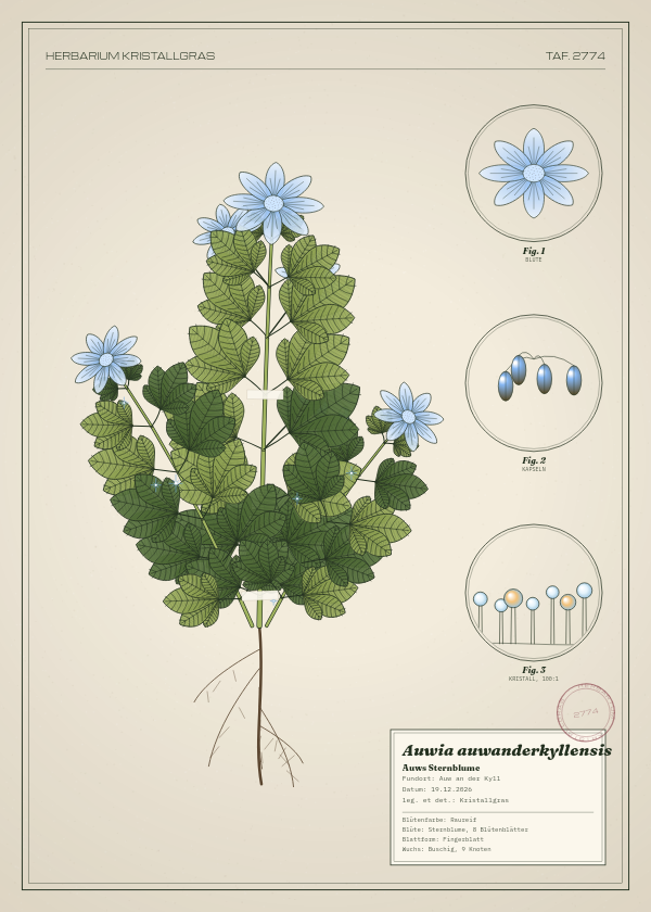 Botanische Tafel: Auwia auwanderkyllensis, eine erfundene Pflanze aus Auw an der Kyll, gezeichnet wie in einem alten Pflanzenatlas