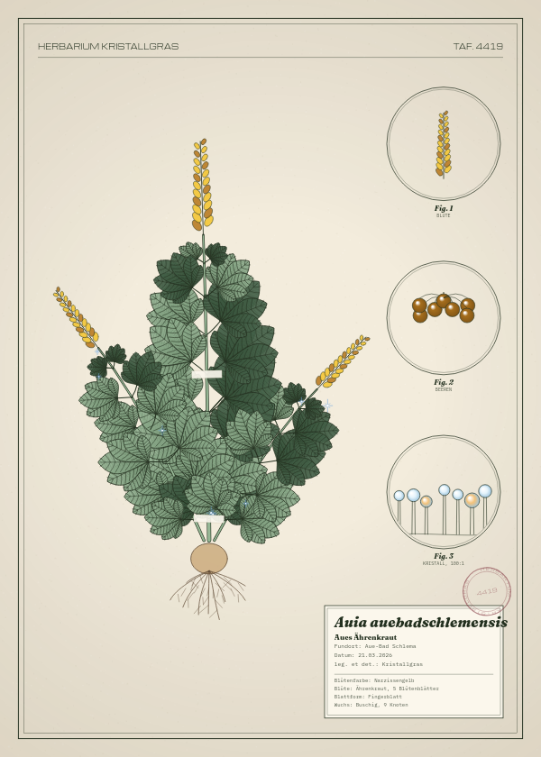 Botanische Tafel: Auia auebadschlemensis, eine erfundene Pflanze aus Aue-Bad Schlema, gezeichnet wie in einem alten Pflanzenatlas