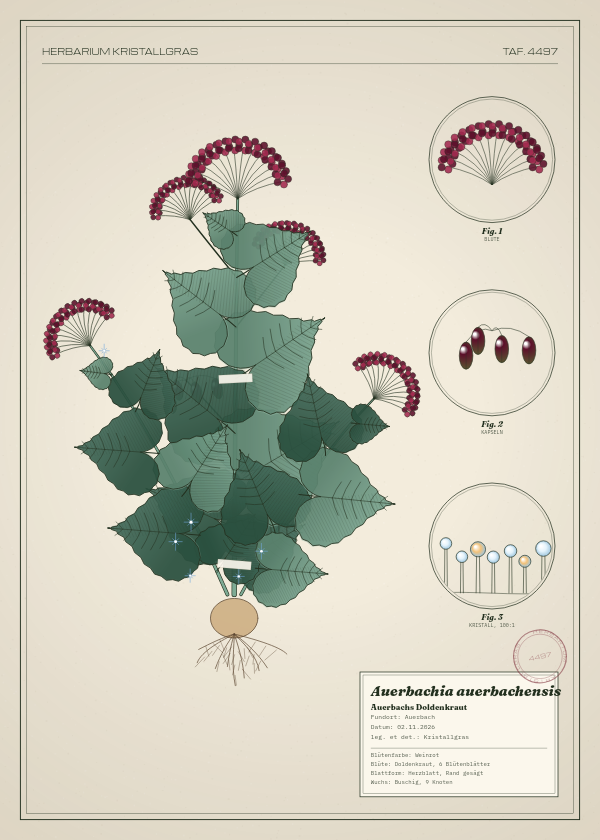 Botanische Tafel: Auerbachia auerbachensis, eine erfundene Pflanze aus Auerbach, gezeichnet wie in einem alten Pflanzenatlas