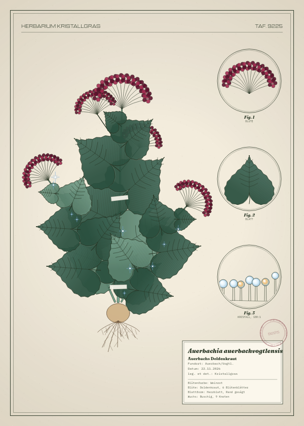 Botanische Tafel: Auerbachia auerbachvogtlensis, eine erfundene Pflanze aus Auerbach/Vogtl., gezeichnet wie in einem alten Pflanzenatlas
