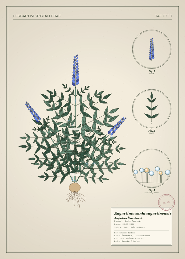 Botanische Tafel: Augustinia sanktaugustinensis, eine erfundene Pflanze aus Sankt Augustin, gezeichnet wie in einem alten Pflanzenatlas