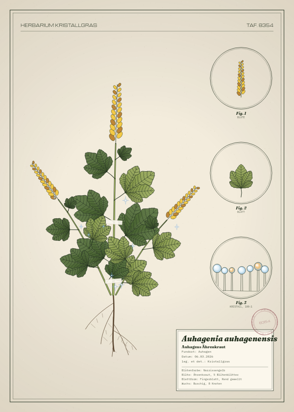 Botanische Tafel: Auhagenia auhagenensis, eine erfundene Pflanze aus Auhagen, gezeichnet wie in einem alten Pflanzenatlas
