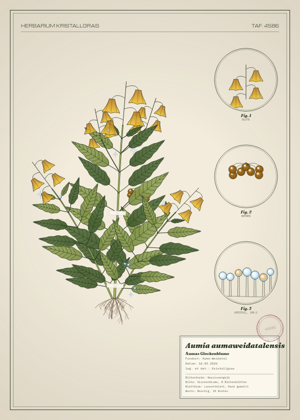 Botanische Tafel: Aumia aumaweidatalensis, eine erfundene Pflanze aus Auma-Weidatal, gezeichnet wie in einem alten Pflanzenatlas