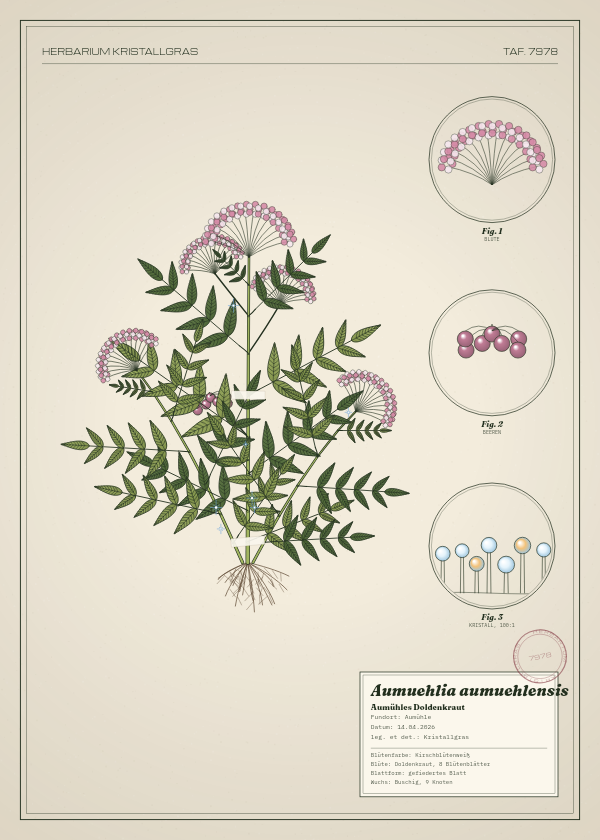 Botanische Tafel: Aumuehlia aumuehlensis, eine erfundene Pflanze aus Aumühle, gezeichnet wie in einem alten Pflanzenatlas