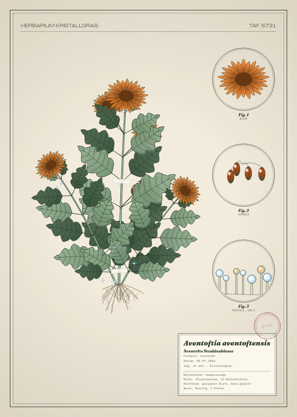 Botanische Tafel: Aventoftia aventoftensis, eine erfundene Pflanze aus Aventoft, gezeichnet wie in einem alten Pflanzenatlas