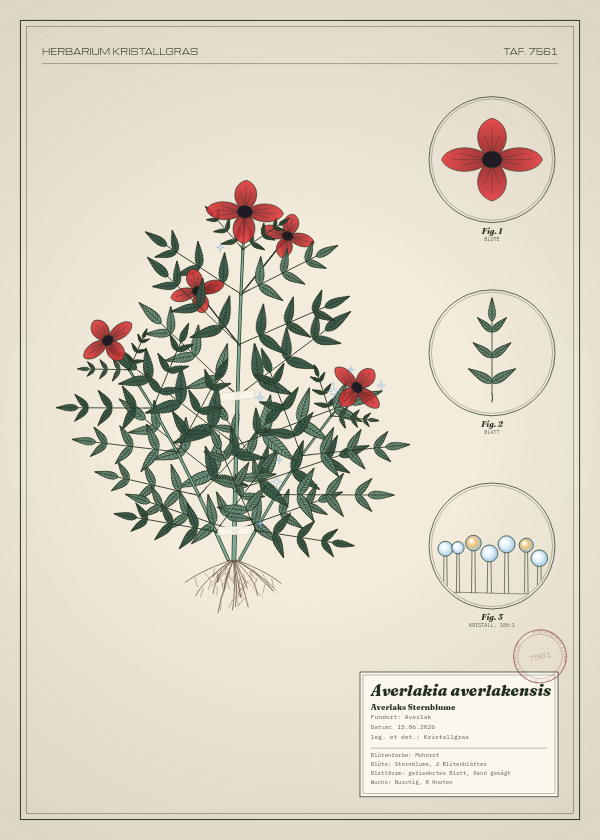 Botanische Tafel: Averlakia averlakensis, eine erfundene Pflanze aus Averlak, gezeichnet wie in einem alten Pflanzenatlas