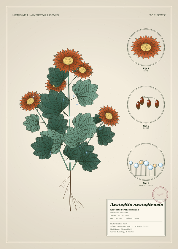 Botanische Tafel: Axstedtia axstedtensis, eine erfundene Pflanze aus Axstedt, gezeichnet wie in einem alten Pflanzenatlas