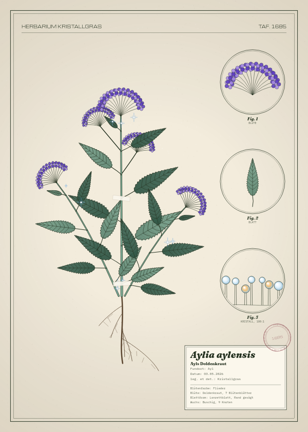 Botanische Tafel: Aylia aylensis, eine erfundene Pflanze aus Ayl, gezeichnet wie in einem alten Pflanzenatlas