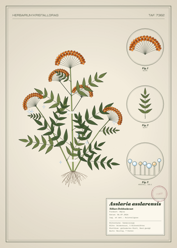 Botanische Tafel: Asslaria asslarensis, eine erfundene Pflanze aus Aßlar, gezeichnet wie in einem alten Pflanzenatlas