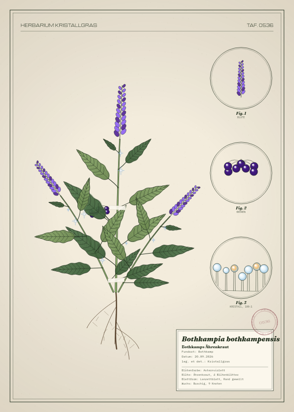 Botanische Tafel: Bothkampia bothkampensis, eine erfundene Pflanze aus Bothkamp, gezeichnet wie in einem alten Pflanzenatlas