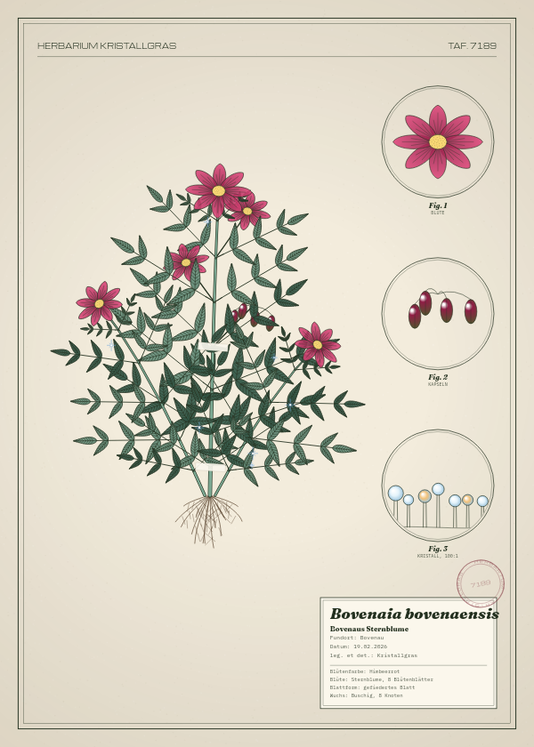 Botanische Tafel: Bovenaia bovenaensis, eine erfundene Pflanze aus Bovenau, gezeichnet wie in einem alten Pflanzenatlas