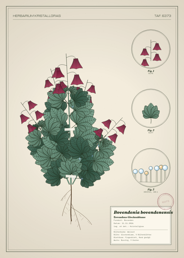 Botanische Tafel: Bovendenia bovendenensis, eine erfundene Pflanze aus Bovenden, gezeichnet wie in einem alten Pflanzenatlas