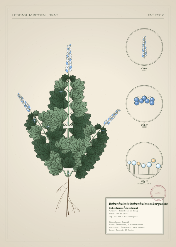 Botanische Tafel: Bobenheimia bobenheimambergensis, eine erfundene Pflanze aus Bobenheim am Berg, gezeichnet wie in einem alten Pflanzenatlas