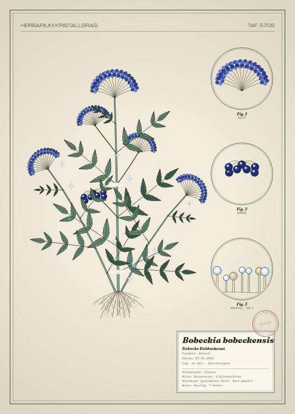 Botanische Tafel: Bobeckia bobeckensis, eine erfundene Pflanze aus Bobeck, gezeichnet wie in einem alten Pflanzenatlas