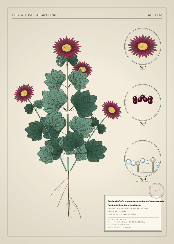 Botanische Tafel: Bockenheimia bockenheimanderweinstrassensis, eine erfundene Pflanze aus Bockenheim an der Weinstraße, gezeichnet wie in einem alten Pflanzenatlas