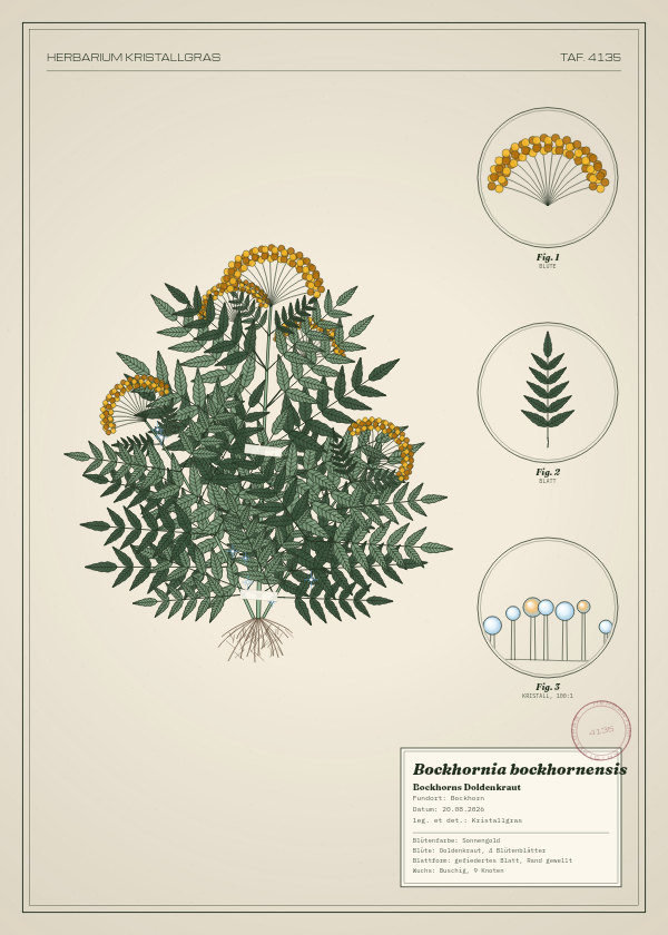 Botanische Tafel: Bockhornia bockhornensis, eine erfundene Pflanze aus Bockhorn, gezeichnet wie in einem alten Pflanzenatlas